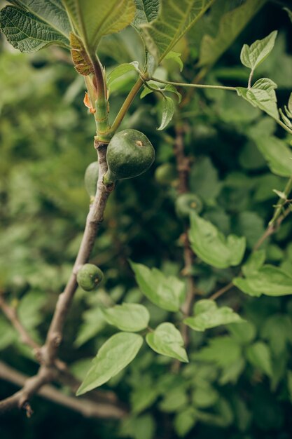 Une branche d'un figuier vert avec des feuilles vertes et une branche verte avec le mot fig dessus.