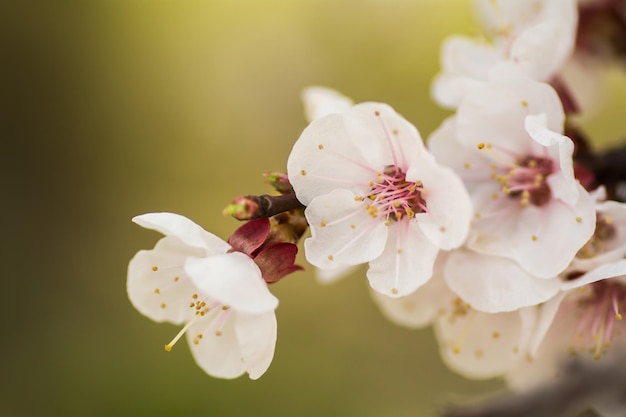 Branche de fleur d'abricot Une douce fleur de printemps