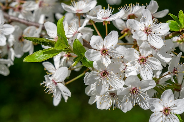 Branche de fleur blanche floraison fleur de prunier de cerisier dans la bonne humeur du printemps de jour suuny