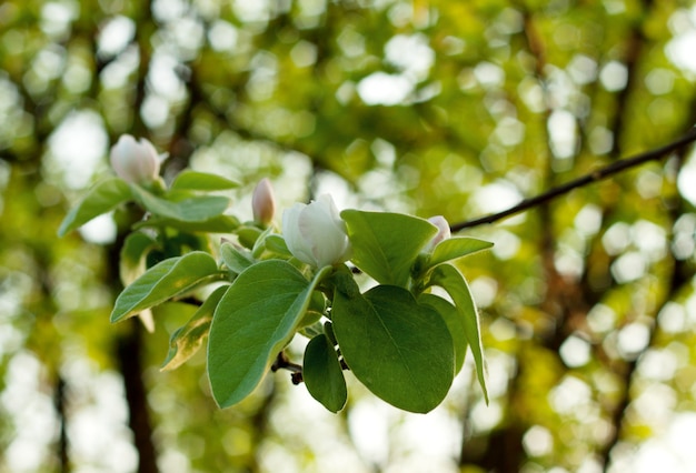 La branche avec fleur et bourgeon