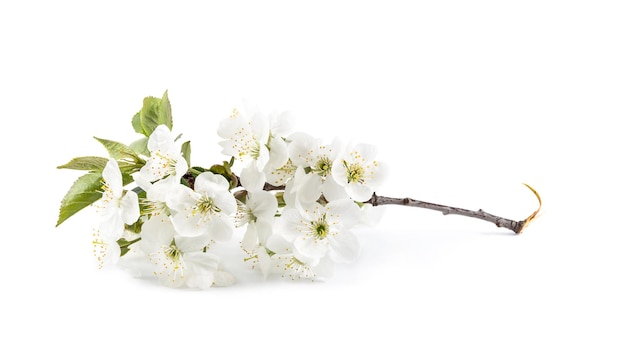 Branche avec fleur de cerisier sur fond blanc