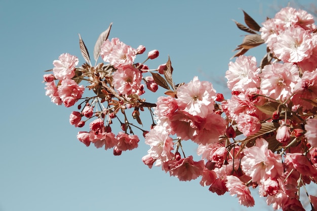 Branche de fleur de cerisier japonais au printemps