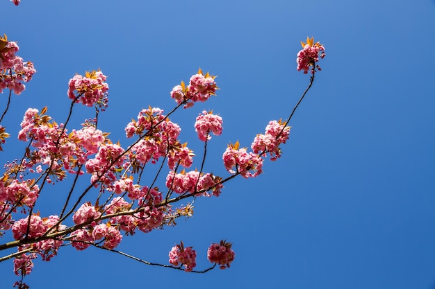Branche de fleur de cerisier japonais au printemps