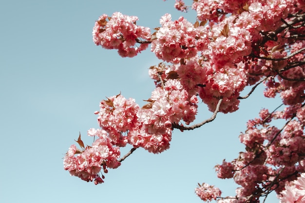 Branche de fleur de cerisier japonais au printemps