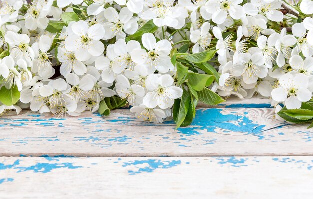 Branche avec fleur de cerisier sur un vieux fond de bois bleu