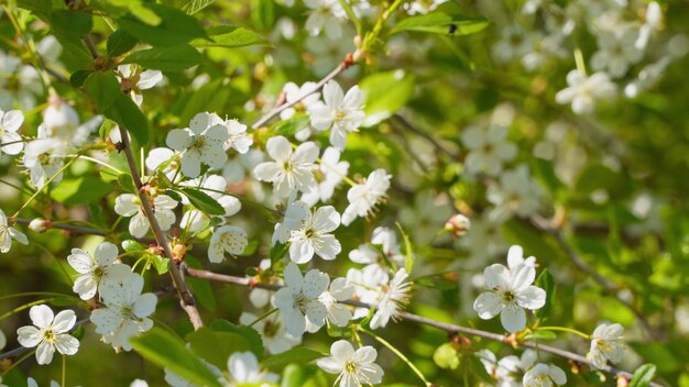 Branche de fleur de cerisier