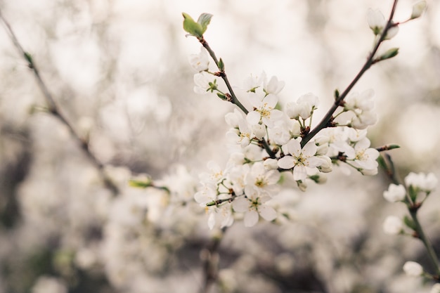 Photo branche de fleur de cerisier