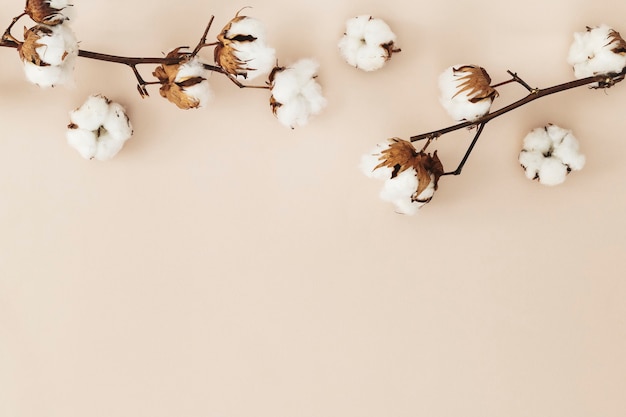 Branche de fleur de coton sur fond beige