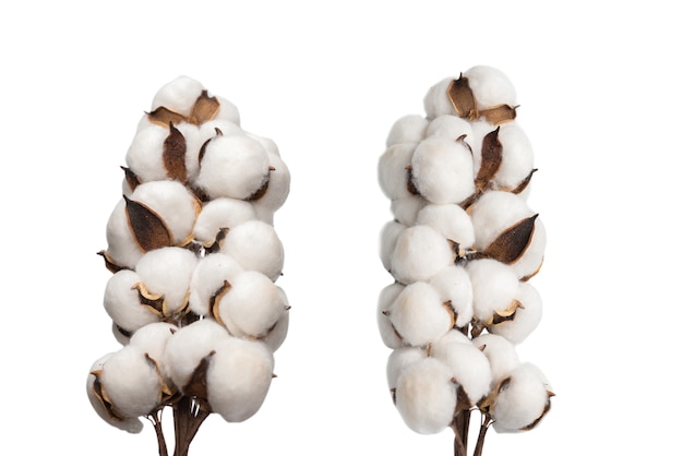 Branche de fleur de coton isolée sur une surface blanche. Vue de dessus.
