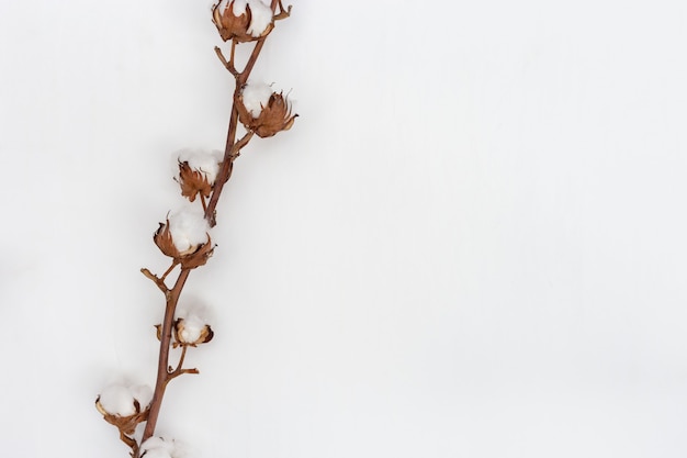 Branche de fleur de coton