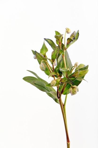 Branche de fleur d'ellébore vert sur mur blanc, mise au point sélective