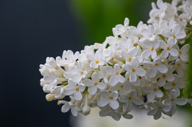 Une branche de fleur de lilas blanc en fleurs sur fond vert dans une photo macro de journée ensoleillée de printemps