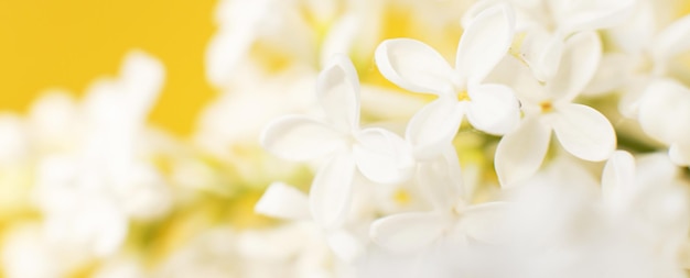 Branche de fleur de lilas blanc sur fond jaune avec espace de copie pour votre texte