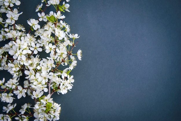Branche de fleur de prunier blanc sur fond sombre avec espace copie