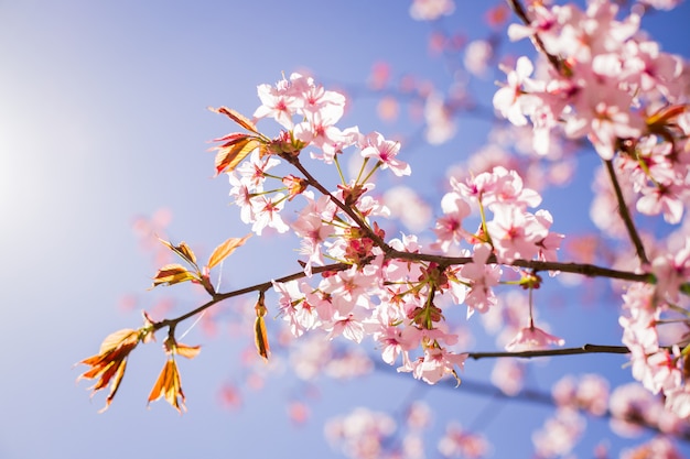 Branche de fleur de Sakura rose sous l&#39;arbre de Sakura