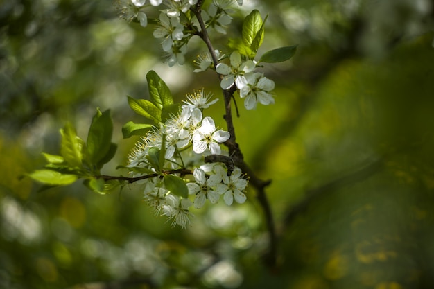 Branche de fleur