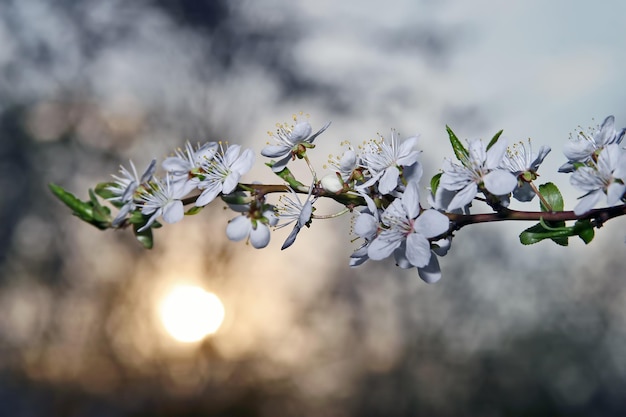 Branche fleurie de fleurs de cerisier au coucher du soleil
