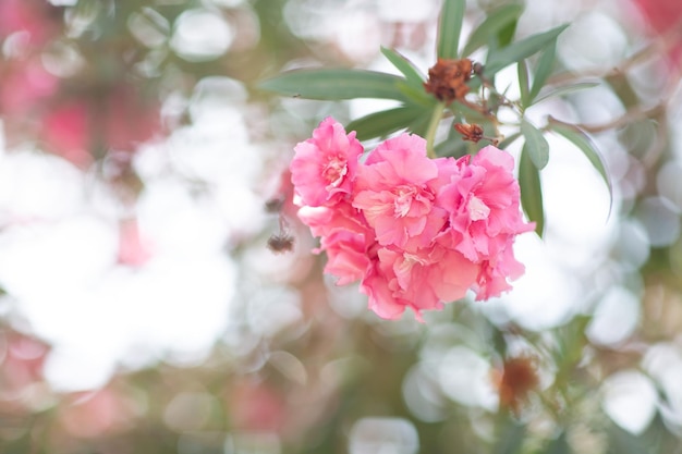 Branche fleurie de fleurs Pnk sur l'arbre d'été