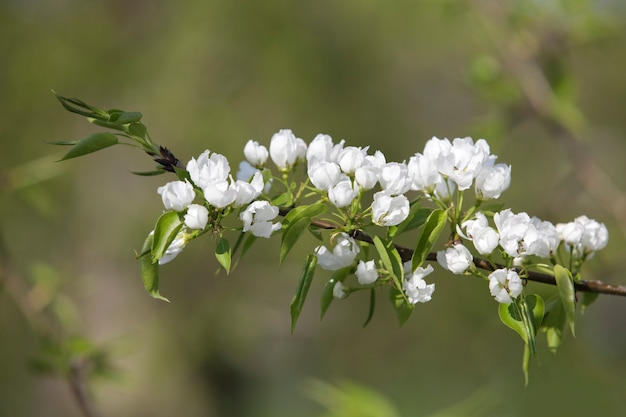 Branche fleurie gros plan avec des fleurs blanches