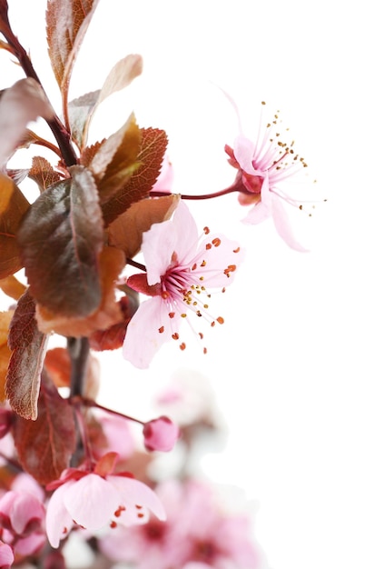 Branche fleurie isolée sur blanc