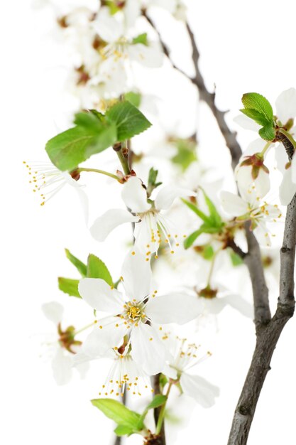 Branche fleurie isolée sur blanc