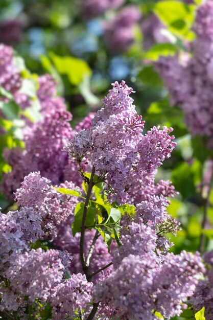 Branche fleurie d'un lilas violet