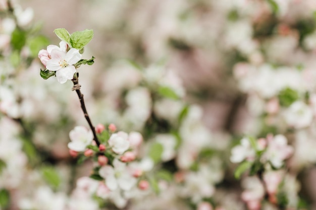 Branche fleurie de pommes sur fond blanc