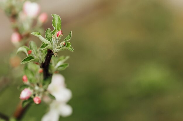 Branche fleurie de pommes sur fond blanc