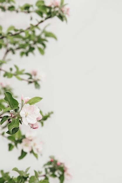 Branche fleurie de pommes sur fond blanc