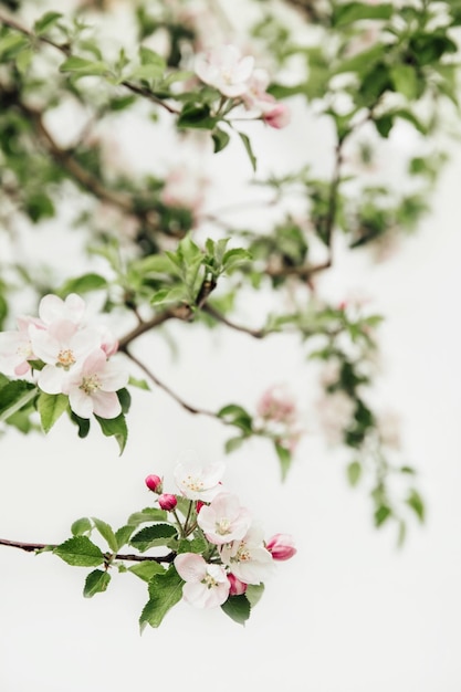 Branche fleurie de pommes sur fond blanc