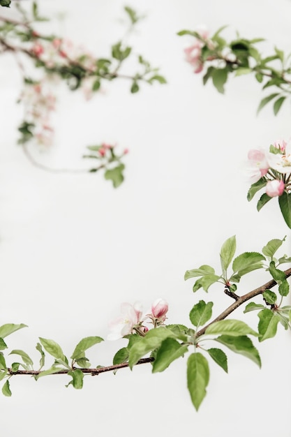 Branche fleurie de pommes sur fond blanc