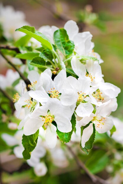 Branche fleurie de pommier au printemps