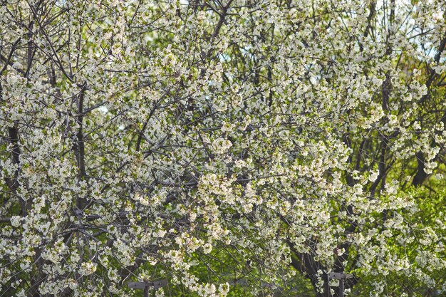 Une branche fleurie de pommier