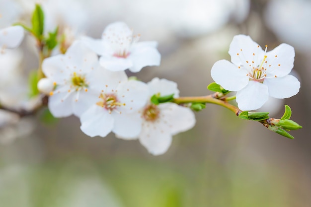 branche fleurie de printemps avec des fleurs blanches