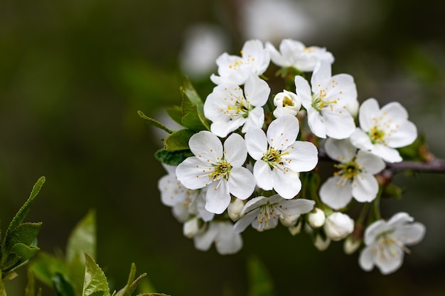 Une branche fleurie de printemps sur fond de ciel bleu.