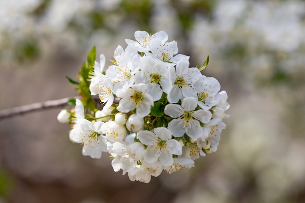 Une branche fleurie de printemps sur fond de ciel bleu.