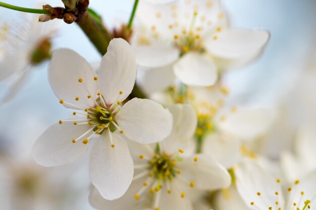 Une branche fleurie de printemps sur fond de ciel bleu.