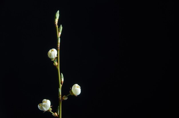 Branche fleurie de prune sur fond noir