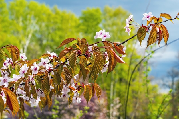 Une branche fleurie de sakura rose sur la rive du lac dans le parc