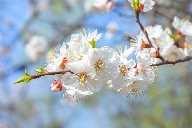 Branche en fleurs d'un abricotier contre le ciel bleu