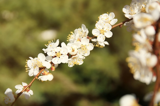 Branche de fleurs d'abricotier sur fond flou