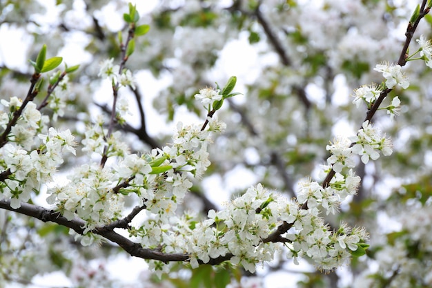 Branche de fleurs d'arbres en fleurs sur fond flou