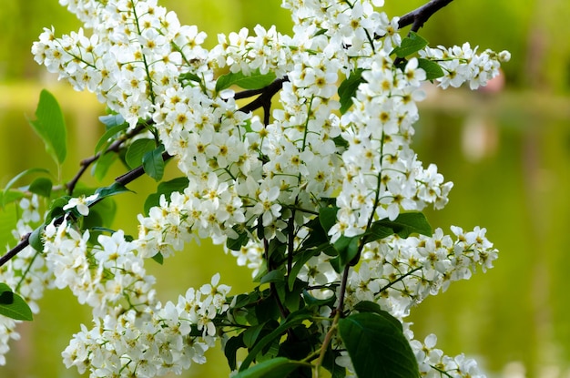 Une branche de fleurs blanches avec des centres jaunes et des fleurs blanches.