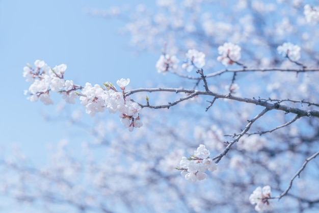 Une branche de fleurs blanches contre le ciel bleu Fond floral dans des tons pastel