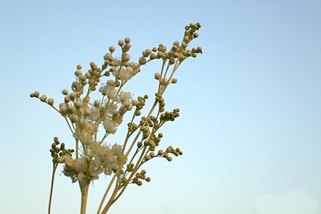 Une branche de fleurs blanches délicates et fragiles sur fond bleu Le concept de la maison de vacances Espace pour le texte