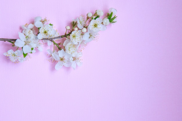 Branche de fleurs blanches sur fond rose, espace pour le texte. Floral, fond de printemps. Modèle, cadre. Pâques à plat.