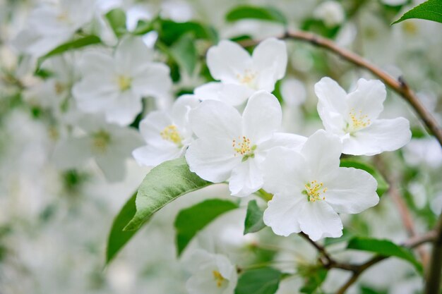 Branche de fleurs blanches pommier en fleurs