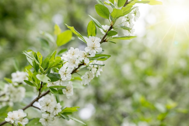 Branche avec des fleurs blanches de prunier branches d'un prunier Prunus domestica par une belle journée ensoleillée en arrière-plan au début du printemps