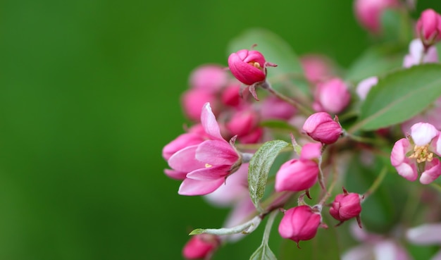 branche de fleurs et bourgeons d'arbres fruitiers avec mise au point sélective sur un arrière-plan flou