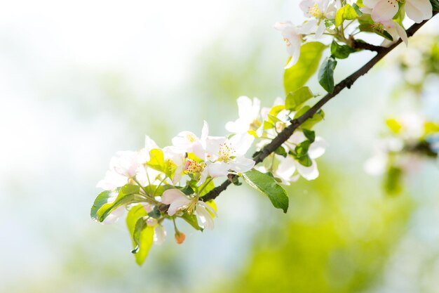 Branche de fleurs de cerisier en fleurs blanches devant un ciel bleu